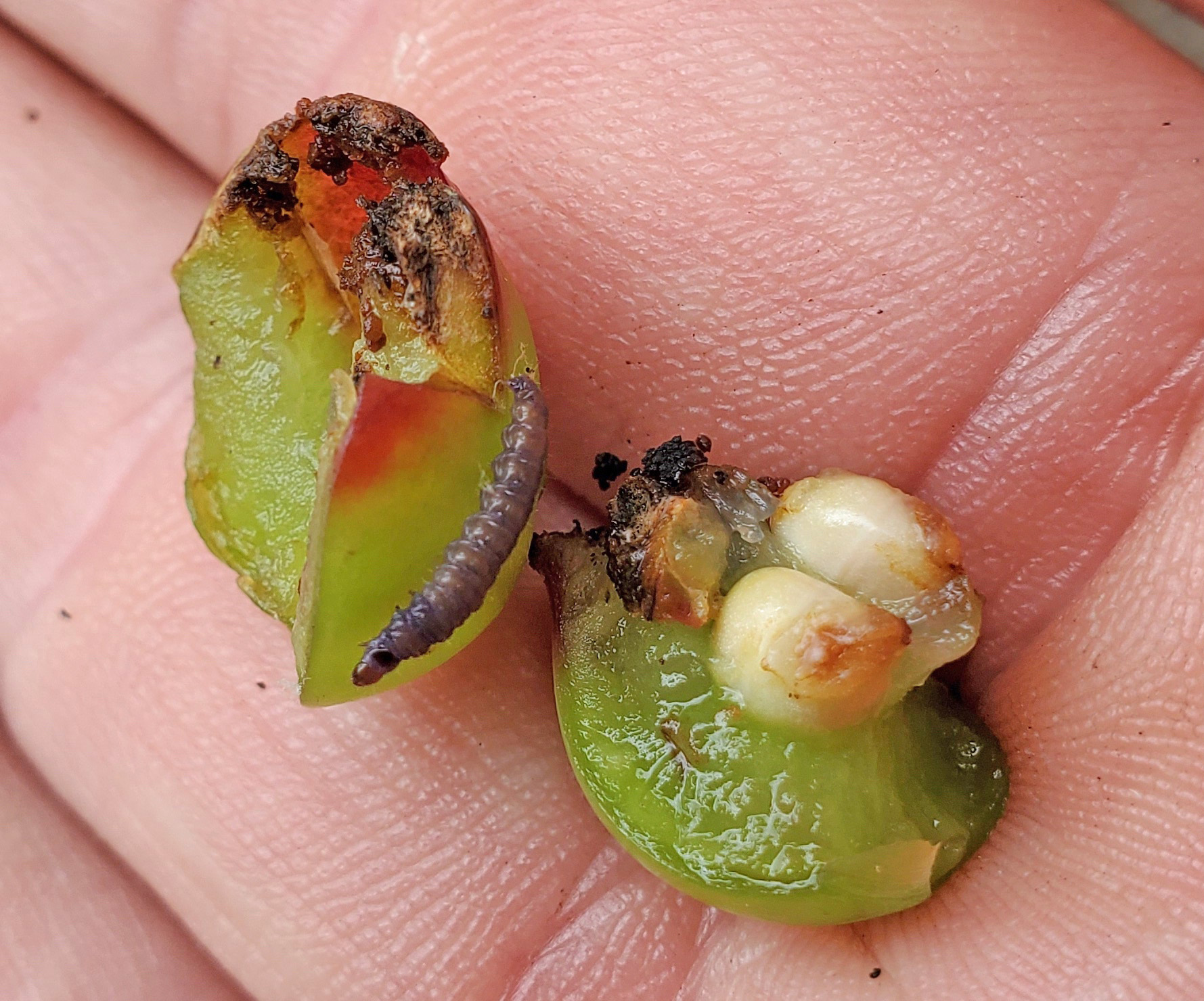 Grape berry moth larvae 